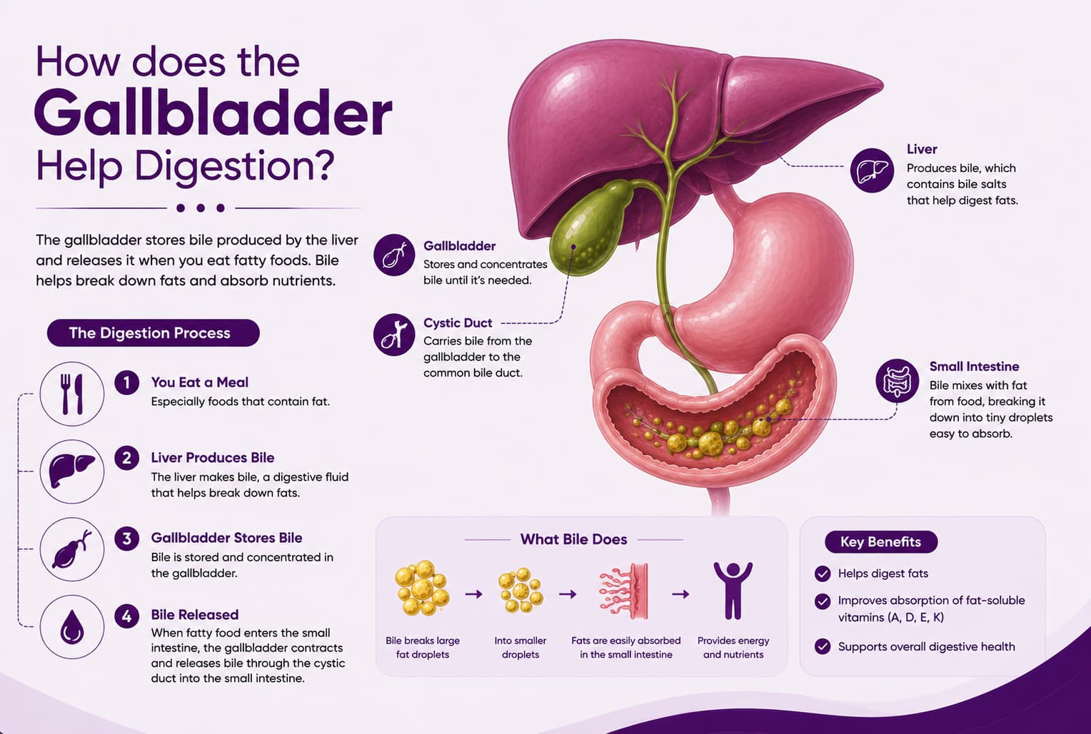 How does the Gallbladder Help Digestion