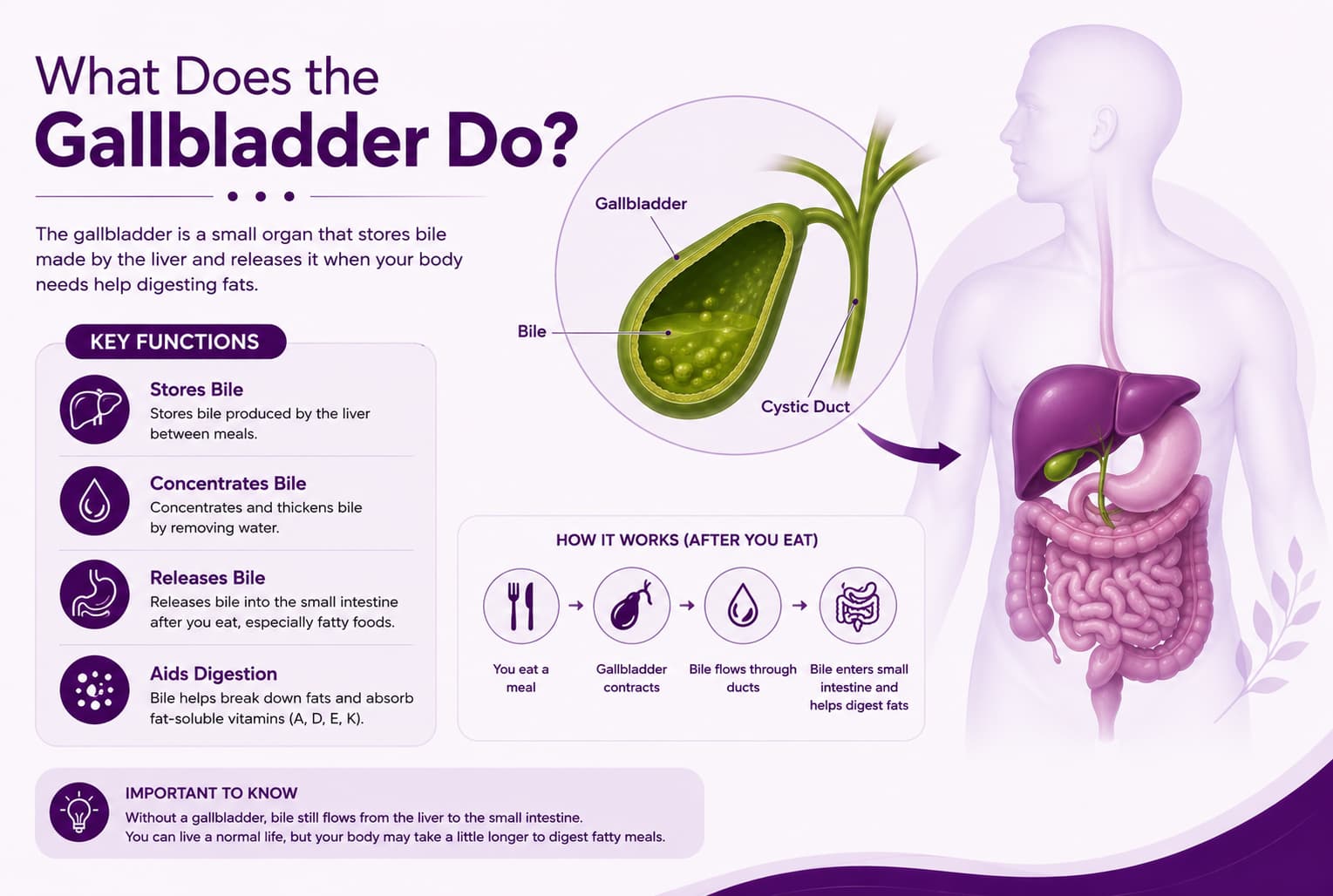 What Does the Gallbladder Do
