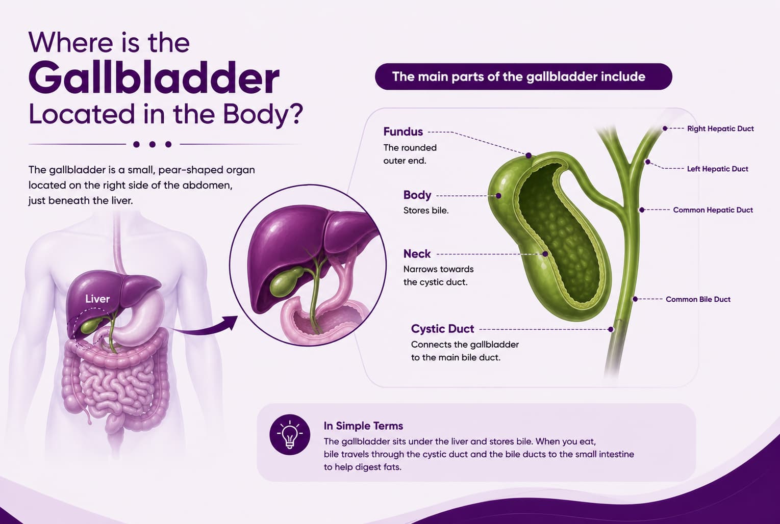 Where is the Gallbladder Located in the Body