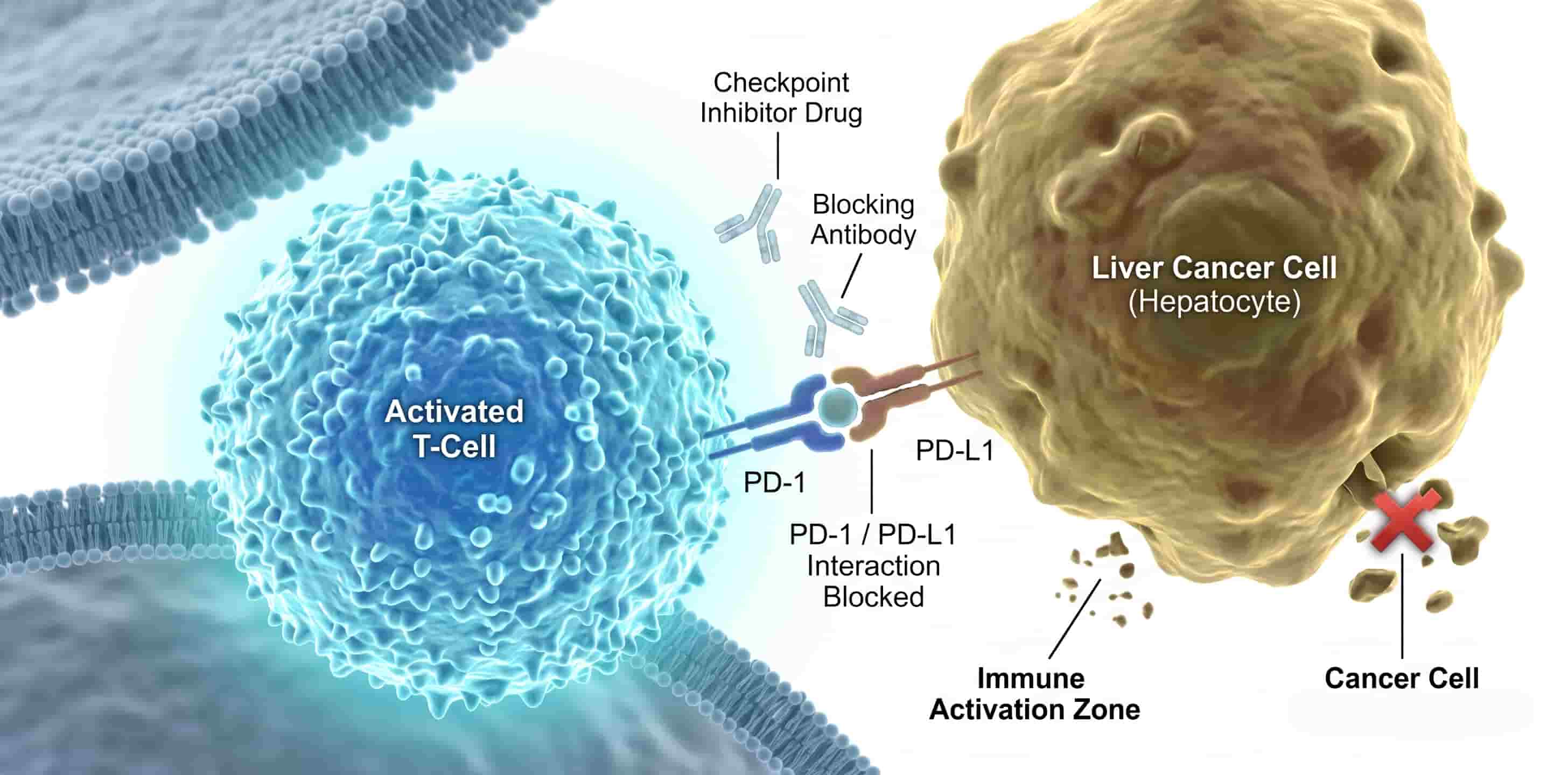 Targeted drug and molecular immunotherapy action